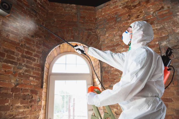 Why You Should Choose Our Mold Remediation Services in Pullman, WA